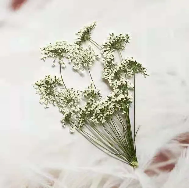 5-7cm/12pcs,Snow Tiny Flowers  - Dried Flower Bulk ulasan dan harga