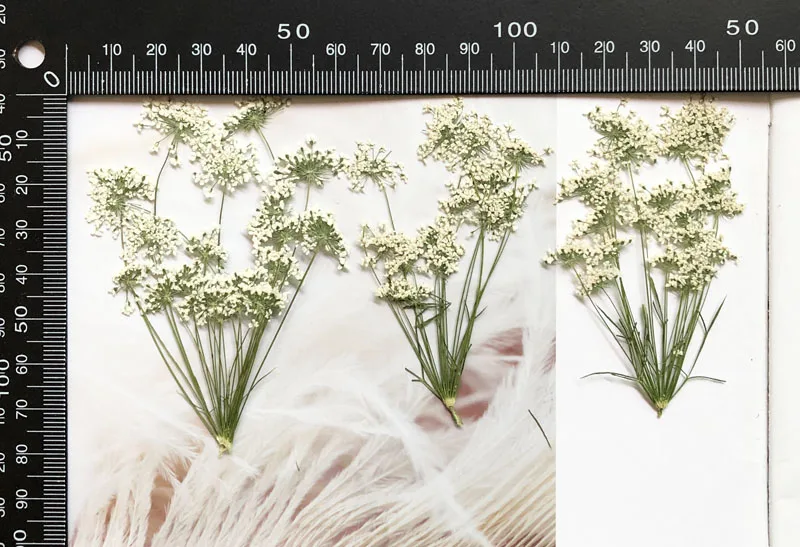 5-7cm/12pcs,Snow Tiny Flowers  - Dried Flower Bulk ulasan dan harga