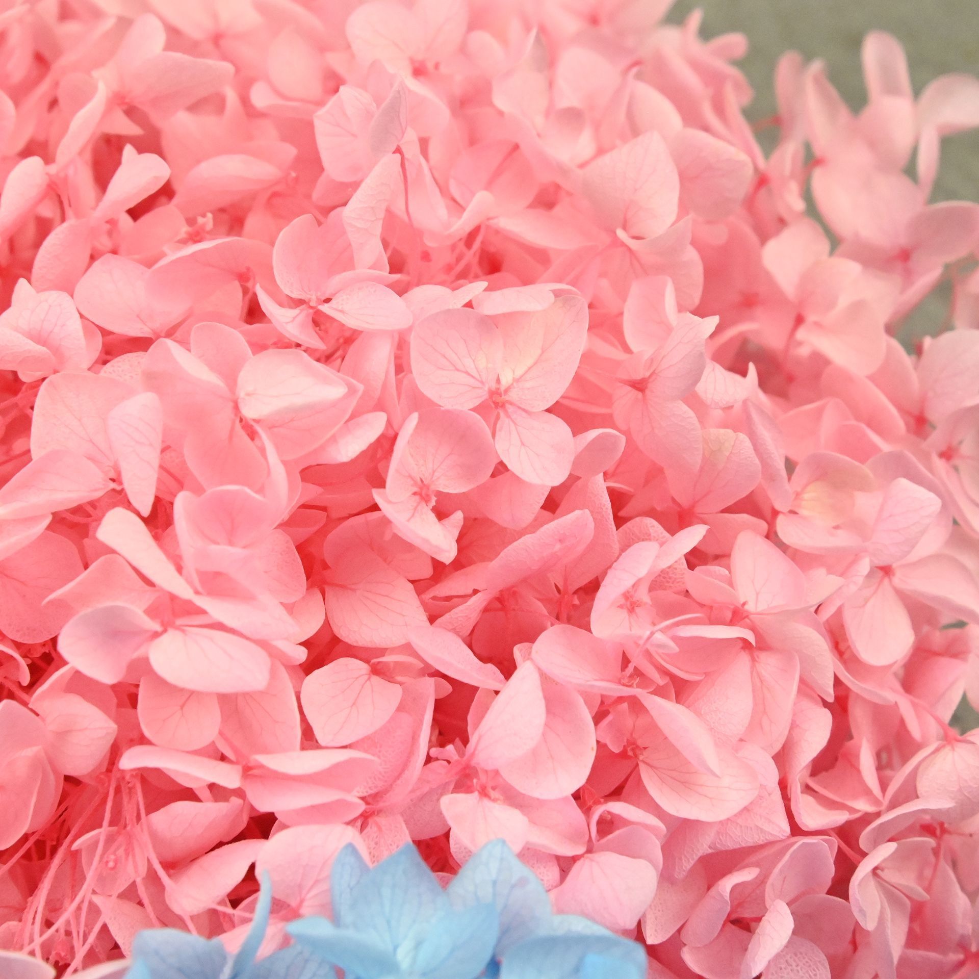 20g Natural Hydrangea Petals D - Dried Flower Bulk ulasan dan harga